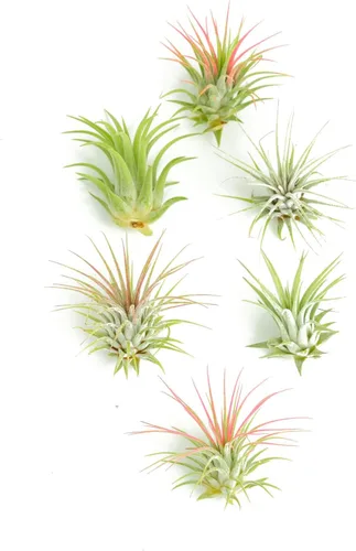 Miniatura 14 de Shop Succulents Colección variada Variedad de especies, planta tropical de interior para decoración del hogar, terrarios DIY, paquete de 100