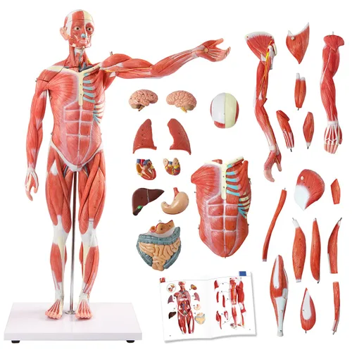 Miniatura 7 de EVOTECH SCIENTIFIC Modelo de músculo humano - Modelo de sistema muscular en miniatura de 20 pulgadas, figura muscular humana, modelo de anatomía