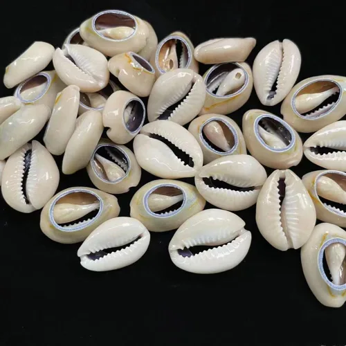 Miniatura 5 de 100 cuentas de concha de cauri naturales fuertes blancas de 0.63 a 0.71 pulgadas, conchas marinas ovaladas de corte liso, conchas marinas de playa