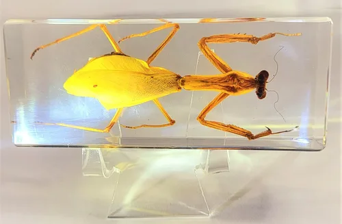 Miniatura 32 de 44mm Hormiga gigante tropical real en resina de lucita transparente cristalina, espécimen preservado Pseudoneoponera Rufipes, taxidermia