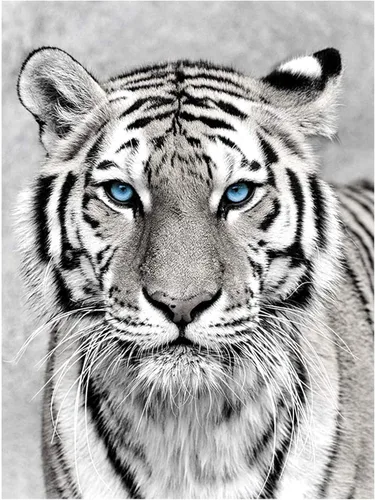 NAIMOER Kits de arte de diamantes de tigre para adultos, arte de diamantes 5D, kit de arte de tigre, animales de perforación completa, kits de arte