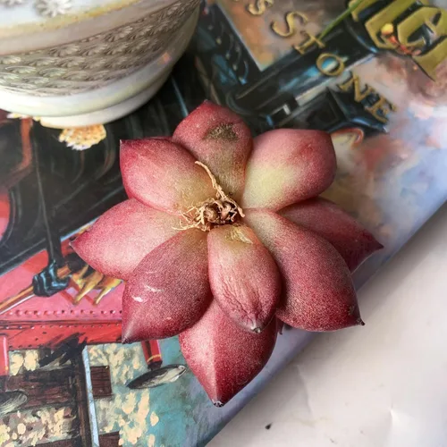 Miniatura 7 de Echeveria Agavoides v Romeo Rubin Grandes Plantas Suculentas Vivas Raras, 1 Cabeza 2-2.5" Raíz Desnuda Sin Maceta y Tierra, Decoración de Jardín