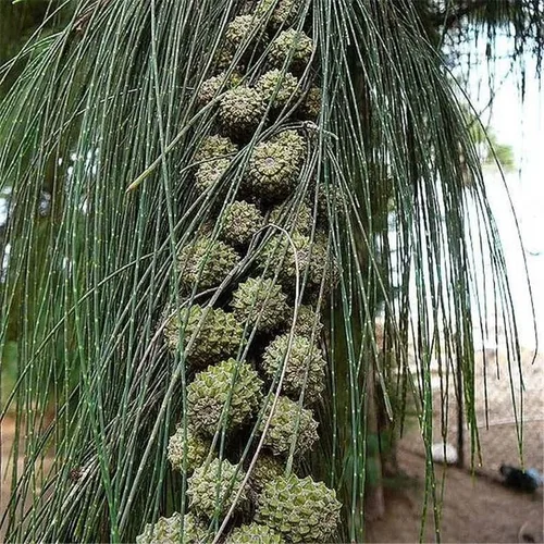 Miniatura 5 de Casuarina equisetifolia (Beach Sheoak, pino australiano) Semillas de árbol, valiosas para la construcción, leña y producción de carbón, semillas