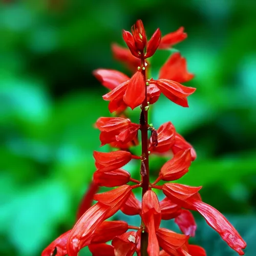 Miniatura 2 de 50 semillas de flores de salvia escarlata para plantar, semillas de Salvia raras perennes, semillas de agastache de arenisca Arizona sin OMG