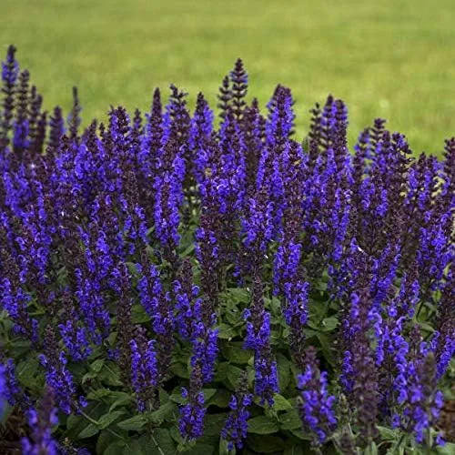 Miniatura 3 de Votaniki Salvia nemorosa 'Bumbleblue' (salvia) - Raíz de tamaño #1 para plantar, salvia perenne con follaje fragante y flores azules fragantes