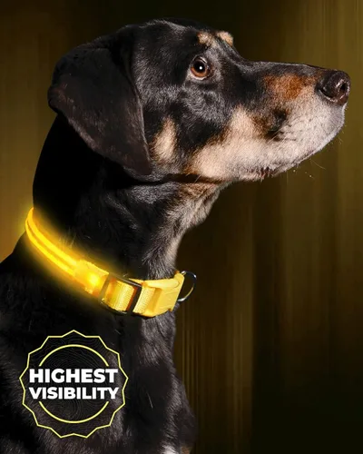 Miniatura 12 de Collar para perros LED Illumiseen, recargable por USB, Anaranjado encendido