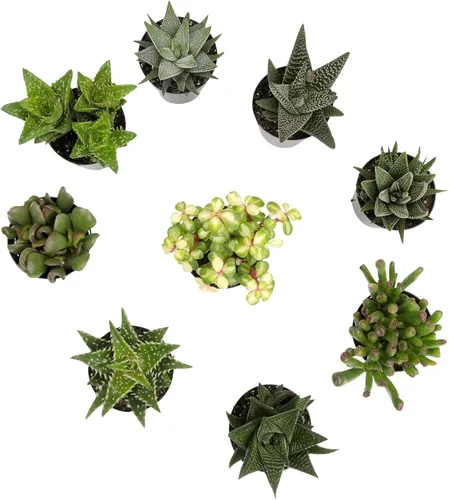 Miniatura 9 de Altman Plants, Plantas suculentas vivas, plantas de ventana vivas (8 unidades), plantas de interior vivas, plantas de interior vivas, plantas