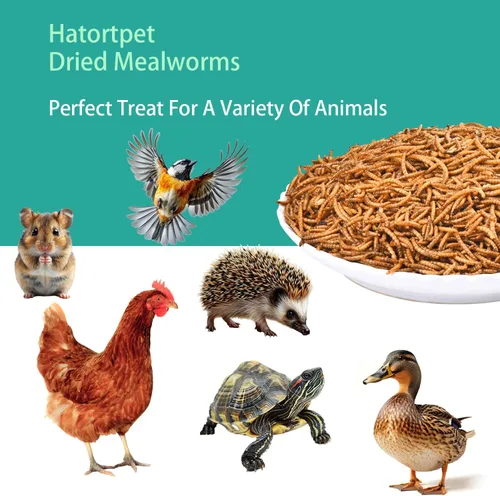 Miniatura 6 de Gusanos de harina secos de 5 libras de gusanos de harina naturales puros sin OMG para pollos con alto contenido de proteínas, gusanos de comida
