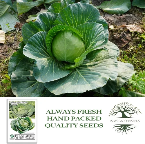 Miniatura 4 de Semillas de col Golden Acre (Brassica oleracea) – Más de 1000 semillas de reliquia sin OMG de Isla's Garden Seeds, maduración temprana y cabezas