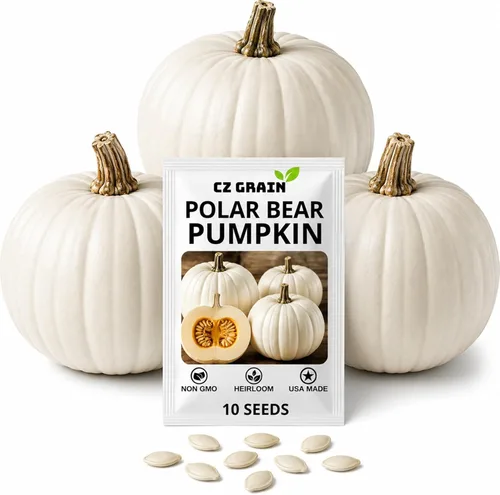 Semillas de calabaza de oso polar para plantar (10 semillas) – Variedad de calabaza blanca gigante rara – Cultiva impresionantes calabazas de 50 a