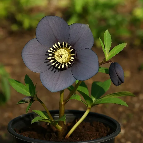 Miniatura 5 de Perennial Farm Marketplace Helleborus x Winter Jewels "Flor de Cerezo" (Rosa Cuaresmal) Perenne, 1 Quart, Flores Rojas