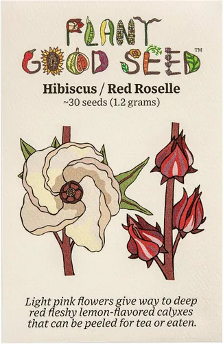Plant Good Seed Hibiscus sabdariffa/Jamaica/Red Roselle Semillas para plantar: Hierba culinaria y de té, cálices carnosos rojos - Paquete de 30