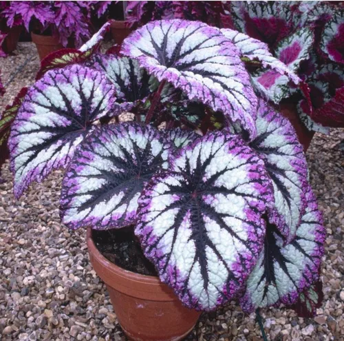Miniatura 2 de Juego de 2 plantas vivas de begonia, plantas raras de begonia para remolque, cesta colgante ornamental de 5 a 9 pulgadas de alto, fuego