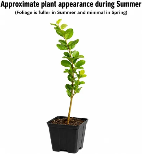 Árbol de Mirto Crepé Rosa - Planta Viva de 15-30 cm de Alto - Maceta de 1 Litro - Plántula de Mirto Crepé Ornamental, de Floración y Crecimiento