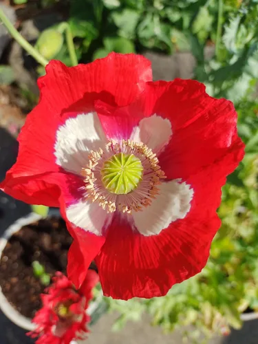 Miniatura 8 de Generic World Poppy Seed Blend Papaver Somniferum Mix 25+ cepas orgánicas sin OMG 100,000 semillas