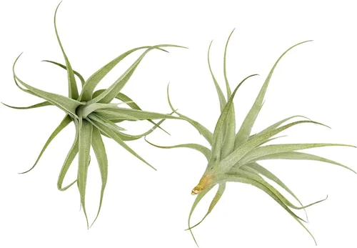 Miniatura 71 de ragnaroc Planta de Aire Viva – Tillandsia Capiput, Jumbo 6-9” - 2 unidades - Llegada Viva Garantizada - Plantas de Casa para Decoración del Hogar