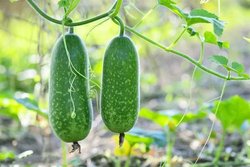 TomorrowSeeds - Semillas de melón de pelo mullido - Más de 20 unidades - para 2026 siembra de cera de calabaza pelo peludo calabaza peluda Chi Qua