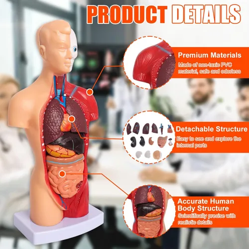 Miniatura 3 de Wadoy Conjunto de modelos de anatomía humana, cerebro, cuerpo del torso humano, corazón, modelo de esqueleto, modelos de anatomía para estudiantes
