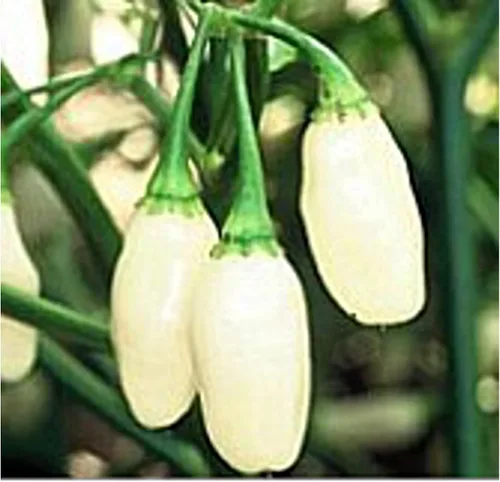 Semillas de pimientos picantes Habanero (variedad blanca 5) (más de 20 semillas) | Sin OGM | Semillas de flores de hierbas y frutas vegetales para