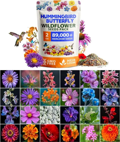 Miniatura 87 de HOME GROWN Semillas de calabaza 5 variedades, mezcla de 40+ reliquia sin OMG, alta germinación, campo de Connecticut, azul, blanco y mini calabazas