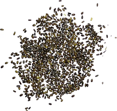 Miniatura 6 de Seed Needs Semillas de bálsamo de abeja para plantar bergamota silvestre, reliquia y flores perennes de polinización abierta para cultivar un jardín