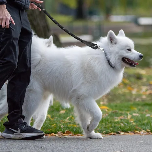 Miniatura 7 de Correa para perro, correa de nailon de 4 pies para perro, correas resistentes con cómodo mango acolchado para pasear perros medianos y grandes