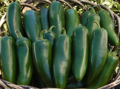 Mammoth F1 Hybrid Jalapeño - Semillas de pimiento picante – 4 ¾ pulgadas de largo por 1 ¾ pulgadas de ancho (10 semillas)