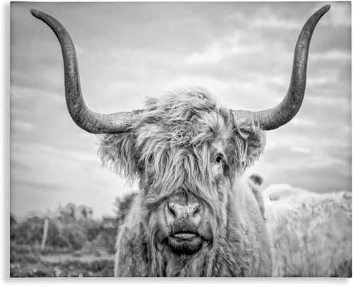 Stupell Industries Lienzo decorativo para pared, diseño de vaca de las tierras altas en blanco y negro por Joe Reynolds, 24 x 30 pulgadas