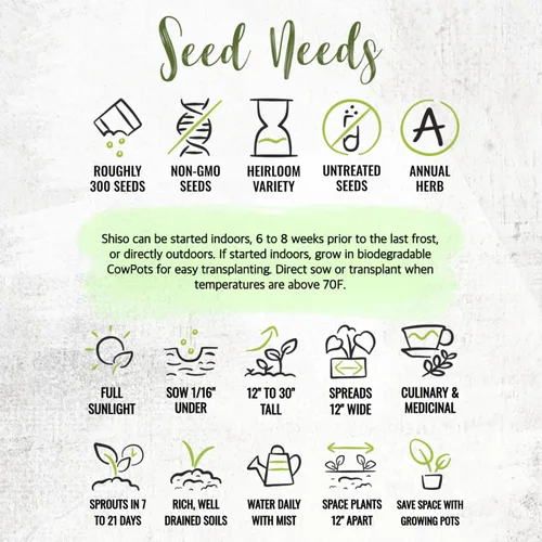 Miniatura 8 de Seed Needs Green Shiso Seeds to Plant Heirloom Perilla No GMO 5 paquetes