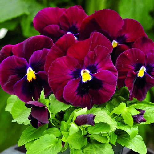 Miniatura 7 de Semillas de Viola Arkwright Ruby Viola Cornuta Pansies Red 40+ Semillas para plantar Planta de Floración Larga