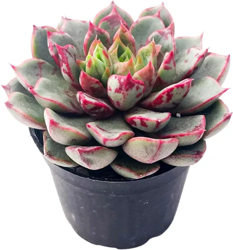 Miniatura 7 de Plantas suculentas vivas de 2 pulgadas, cactus con cono de pino, mini suculentas en maceta, planta de interior de fácil cuidado, regalos únicos