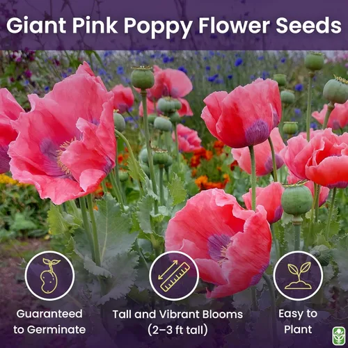 Miniatura 2 de Semillas gigantes de amapola rosa para plantar, 300 semillas de flores frescas, flores silvestres de doble floración, cultivadas en los Estados