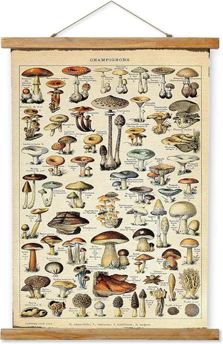 Ovfovy Póster vintage de hongos con marco de madera, estilo retro de pintura botánica de pared, póster de tabla de referencia ilustrativa para sala