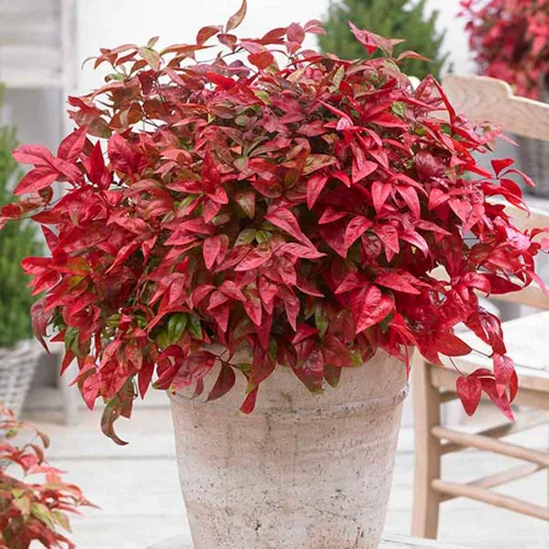 Miniatura 5 de Blooming & Beautiful - Blush Pink Nandina - 3 gal - Southern Living - Arbusto de hoja perenne enana - Follaje de color rosa - Compacto de bajo