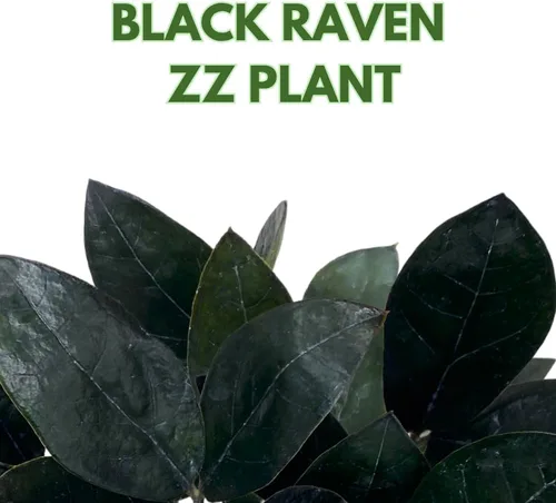 Miniatura 2 de BubbleBlooms ZZ negro, 4 pulgadas Raven Zamioculcas Zamiifolia Dowon Jet-Black