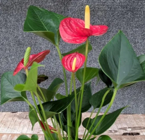 Miniatura 7 de Summer Special - Planta de anturio rojo hawaiano de 6 a 10 pulgadas en una maceta de 2 pulgadas