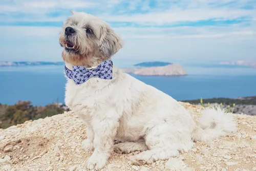 Miniatura 5 de Collar para perro con corbatín de Lionet Paws, Collar de corbatín de verano para perro, Collar para perro ajustable y cómodo, regalo para cachorro