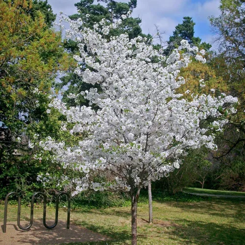 Miniatura 6 de Cerezo Blanco Japonés Semillas Premium Prunus serrulata 'Spontanea' Primavera Plants'® (Premium Seeds, 5)