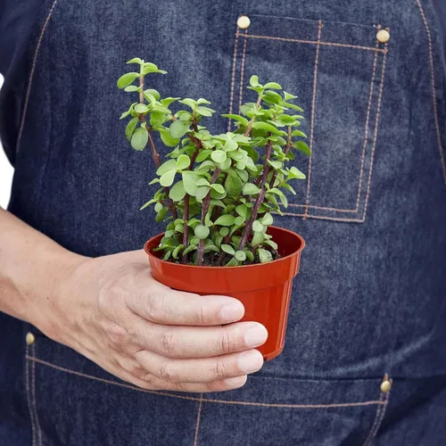 Miniatura 2 de Suculenta arbusto de elefante planta viva para interior Diferentes plantas de interior en maceta de 4 y 6 pulgadas Planta de casa real para sala