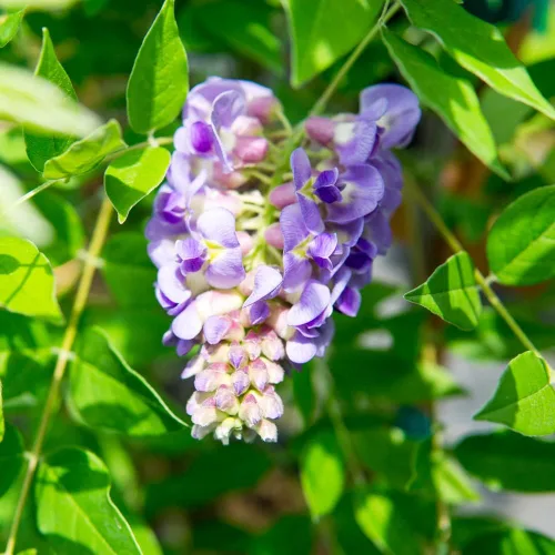 Miniatura 5 de Perfect Plants Enredadera de glicina colgante amatista 1 galón Arbusto vivo para plantación al aire libre Enredaderas de rápido crecimiento