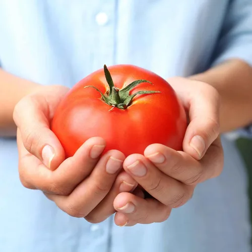 Miniatura 42 de Eden Brothers Semillas de tomate – Semillas de caqui sin OMG para plantar, paquete Semillas de vegetales de bajo mantenimiento, plantas durante