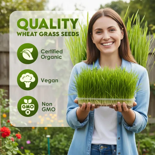Miniatura 2 de Nature Jims Sprouts Semillas de pasto de trigo – Semillas orgánicas sin GMO para plantar, kit de plantador de hierba gatera y germinación – Bolsa