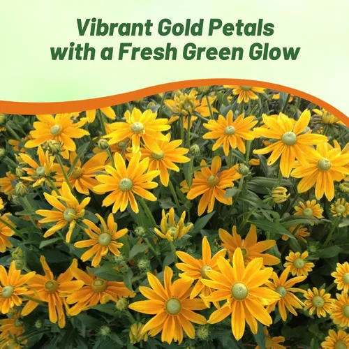 Miniatura 6 de Outsidepride Green Eyes Rudbeckia Seeds - 5000 unidades. Semillas de flores anuales, fáciles de cultivar y auto-siembradas para plantar flores