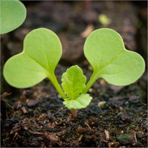 Miniatura 6 de Seed Needs Semillas de rábano para plantar rábanos sandía, reliquia sin OMG y sin tratar, cultiva un huerto cultivado en casa, cultivos para clima