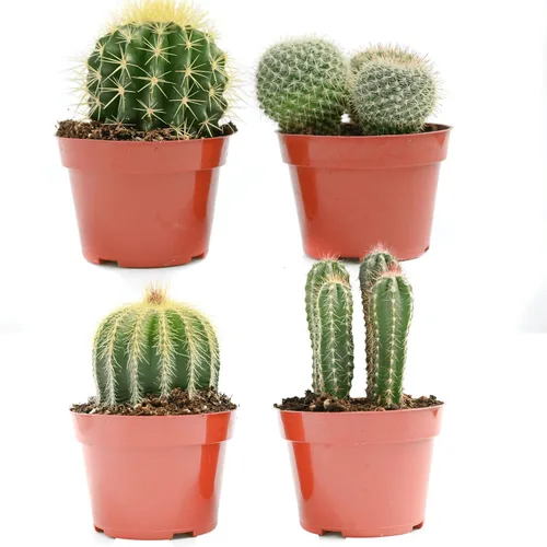 Cactus Plants Live - Plantas de cactus grandes surtidas de 4 pulgadas - Plantas de cactus en maceta totalmente enraizadas - Juego de plantas de