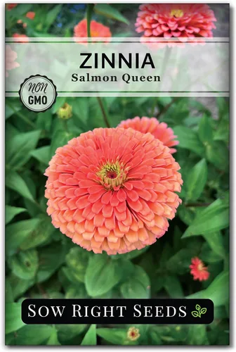 Sow Right Seeds - Semillas de zinnia Salmon Queen para plantar - Paquete de reliquia sin OMG para plantar y cultivar un jardín de flores en el hogar
