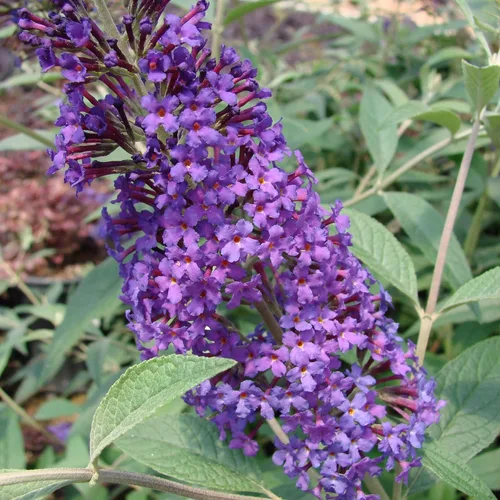 Miniatura 2 de Arbusto de cielo psicodélico Buddleia de 2 galones