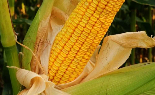 Miniatura 9 de CZ Grain Semillas de parcela de alimentos para plantar: cultiva alimentos para ciervos, pavos, alces, fesantes, codornices y otros animales Cebada