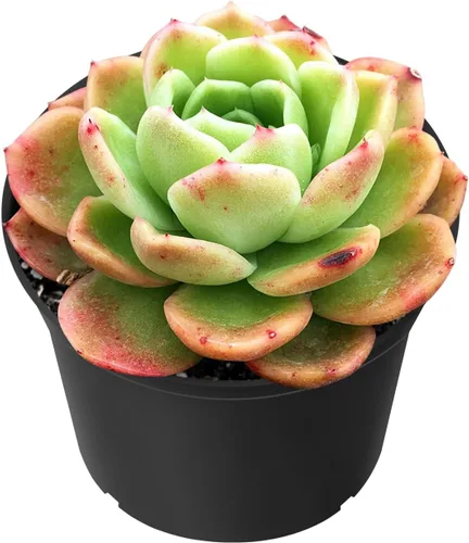 Sprout N Green Echeveria 'Gilva', planta suculenta viva totalmente enraizada en macetas de 2 pulgadas con mezcla de tierra, planta de interior real