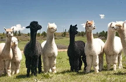 Miniatura 5 de Inca Fashions - Bufanda de alpaca en espiga - 100% lana de alpaca para bebé, unisex